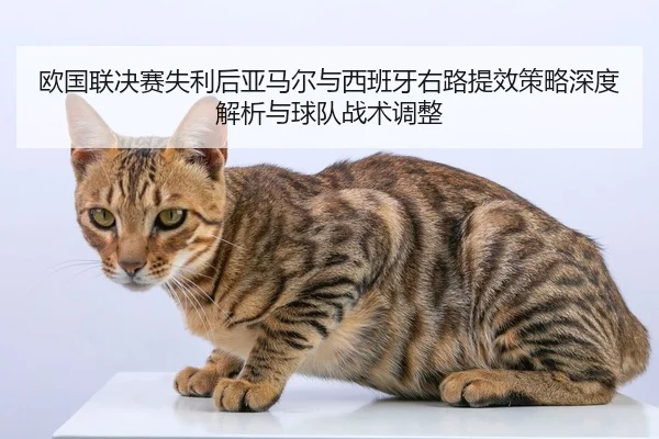 欧国联决赛失利后亚马尔与西班牙右路提效策略深度解析与球队战术调整